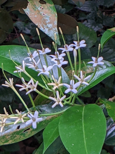Image of Tarenna fragrans by (c) Doreen, some rights reserved (CC BY)