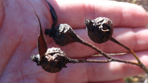 Rosa gallica
