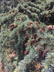 Cedrus atlantica