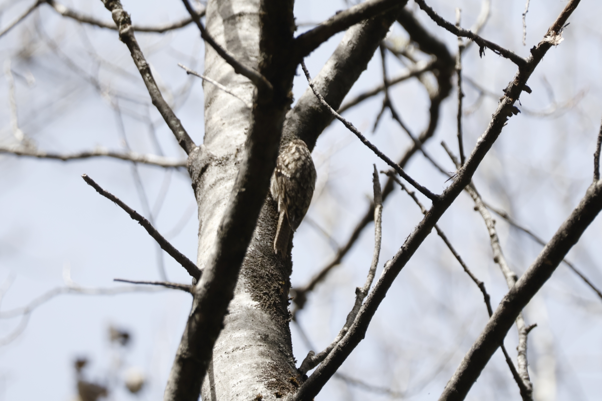 Bar-tailed Treecreeper