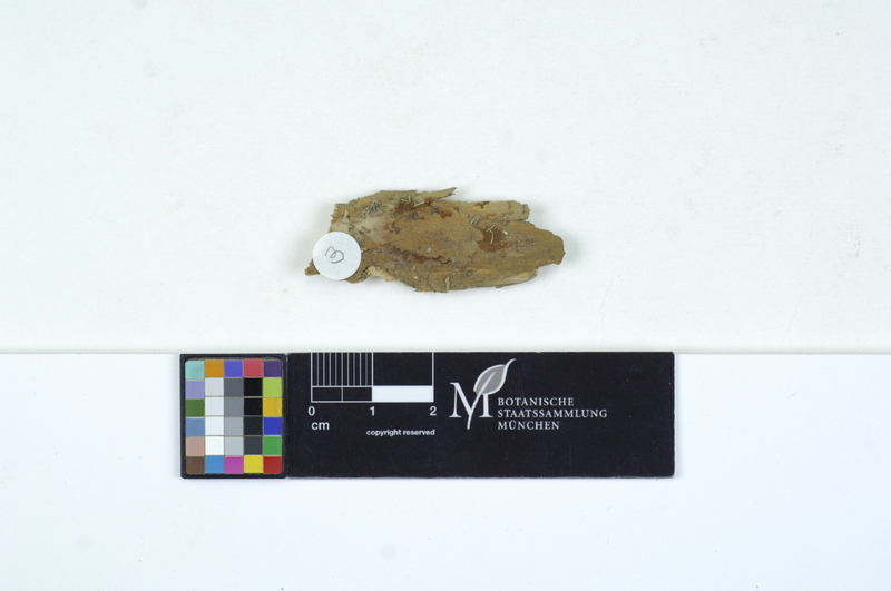 Protodontia piceicola