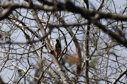 Necklaced Woodpecker (Dryobates pernyii), photo 3