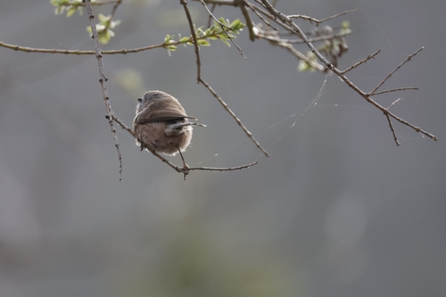 Sooty Bushtit (Aegithalos fuliginosus), photo 7