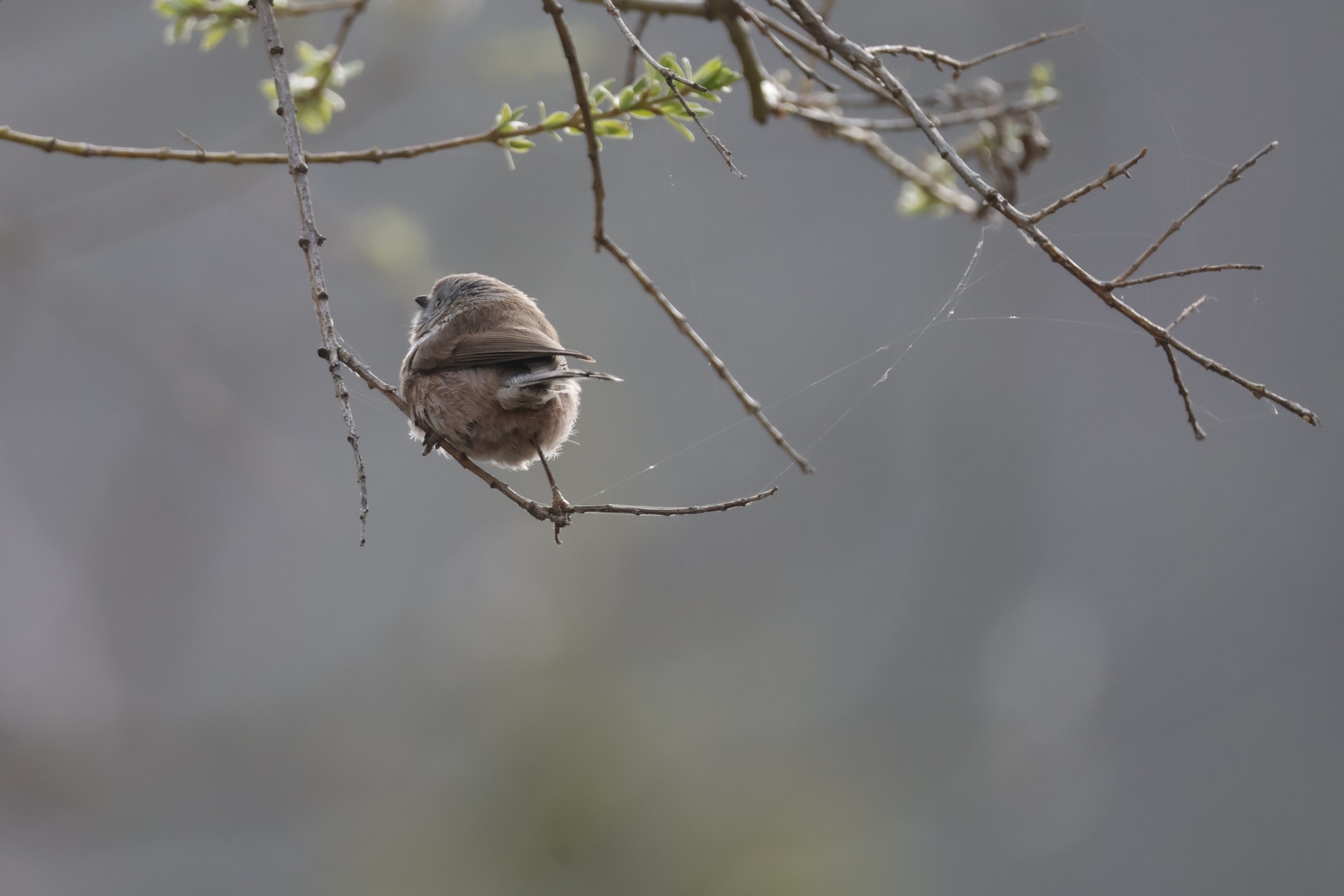 Sooty Bushtit