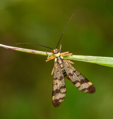 Panorpa vulgaris