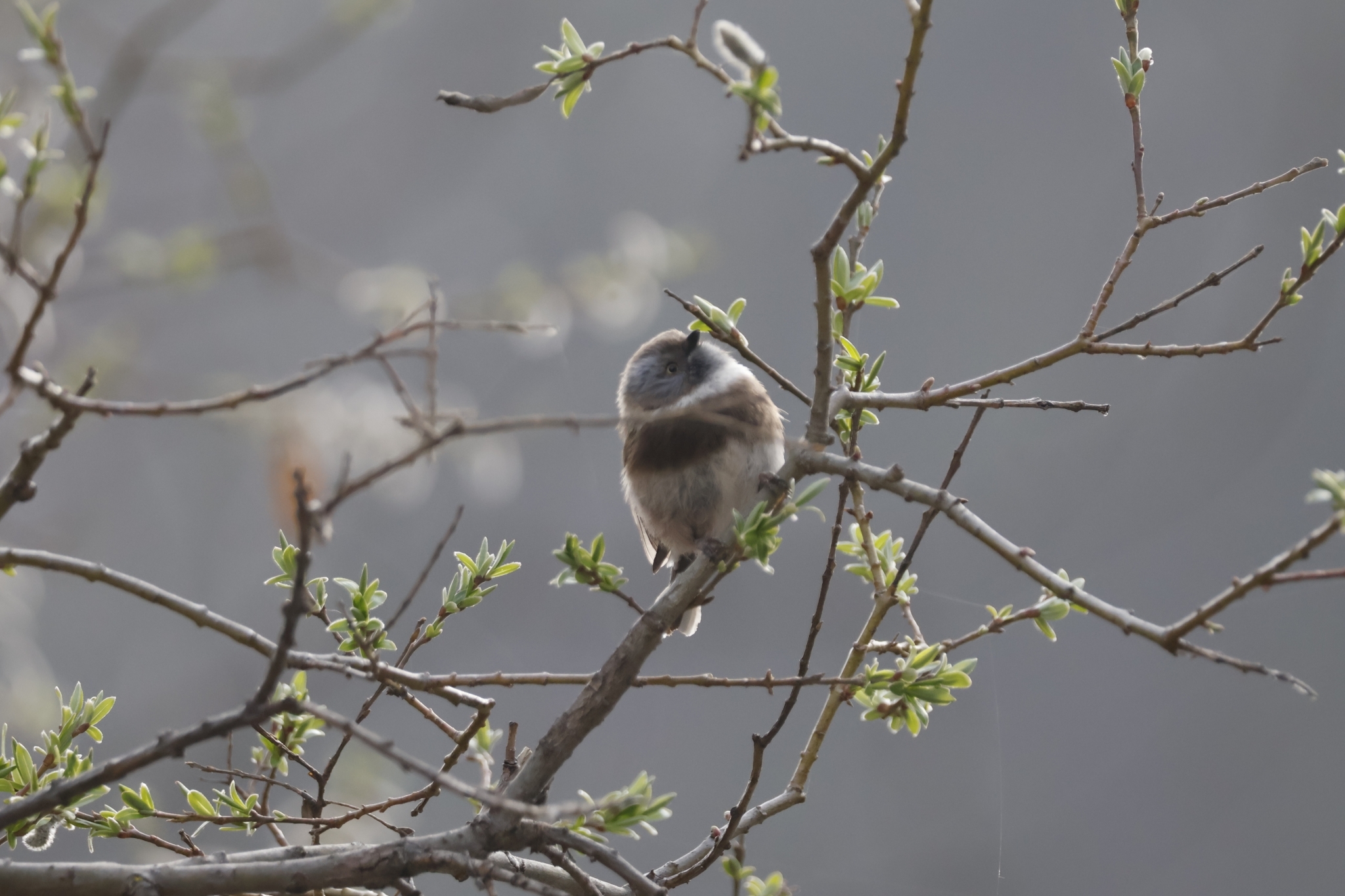 Sooty Bushtit