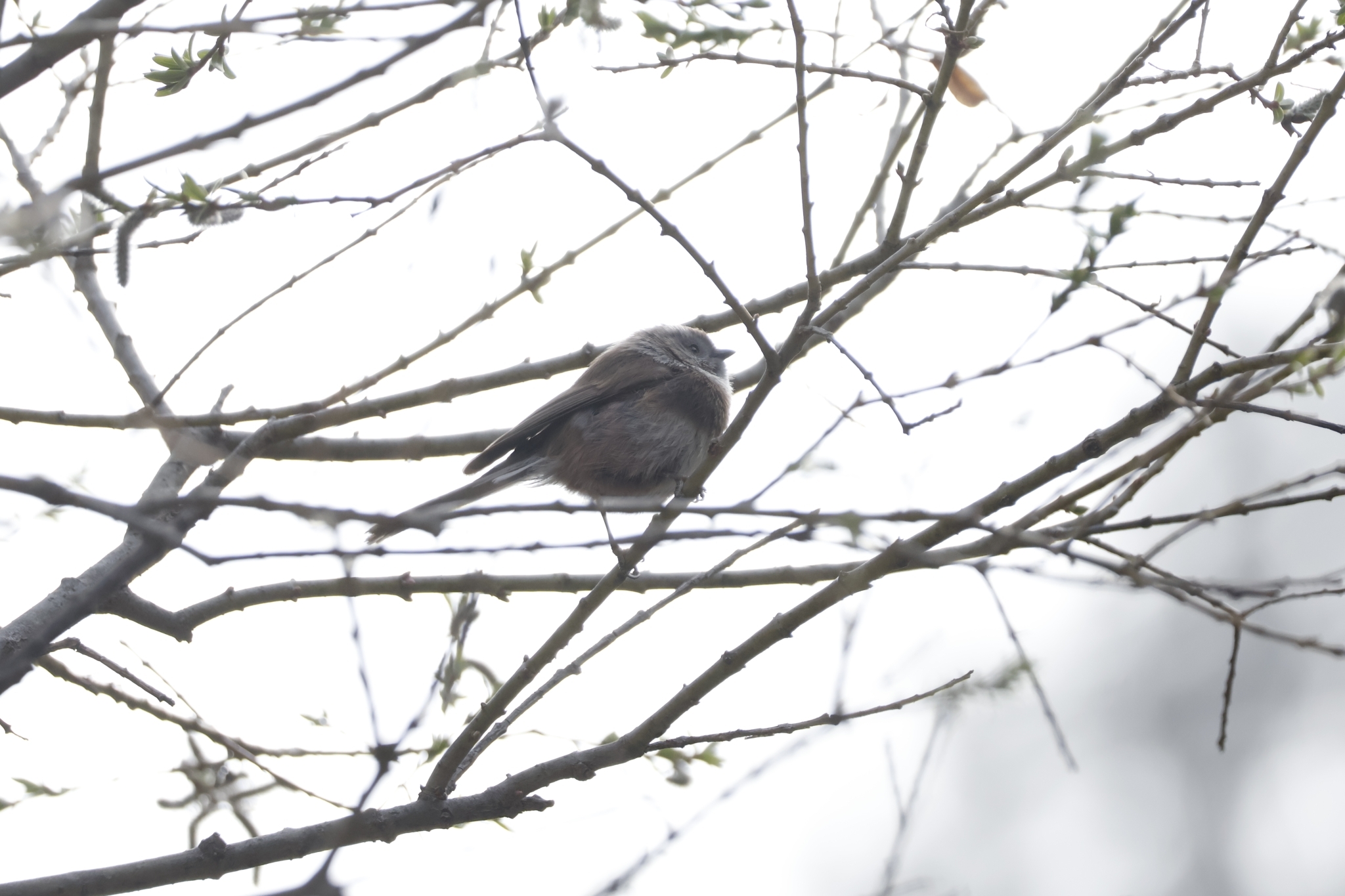 Sooty Bushtit