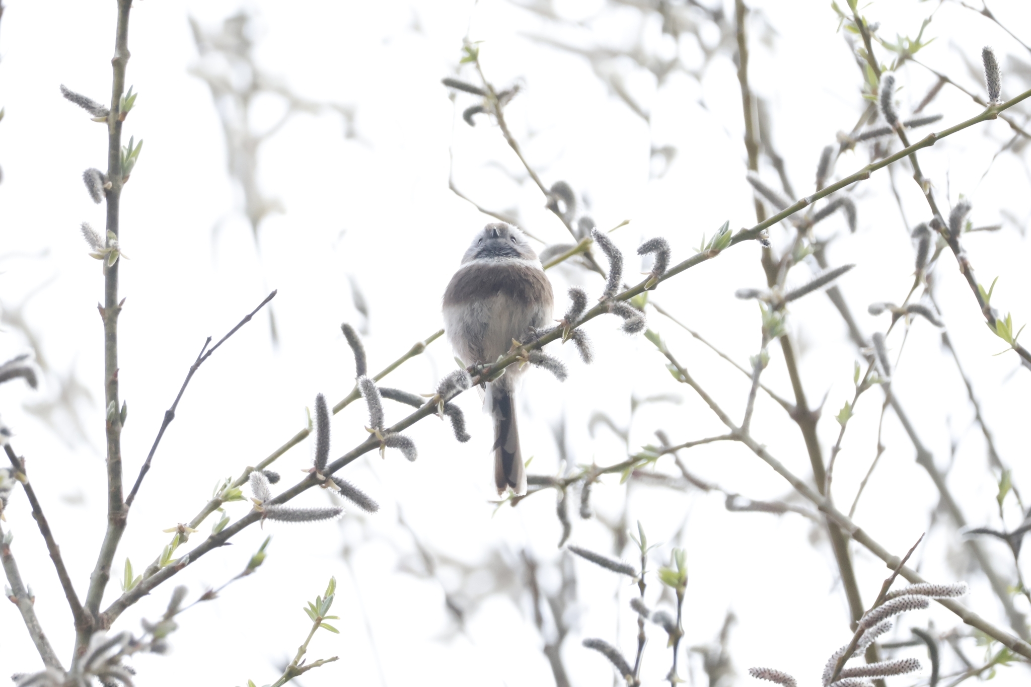 Sooty Bushtit