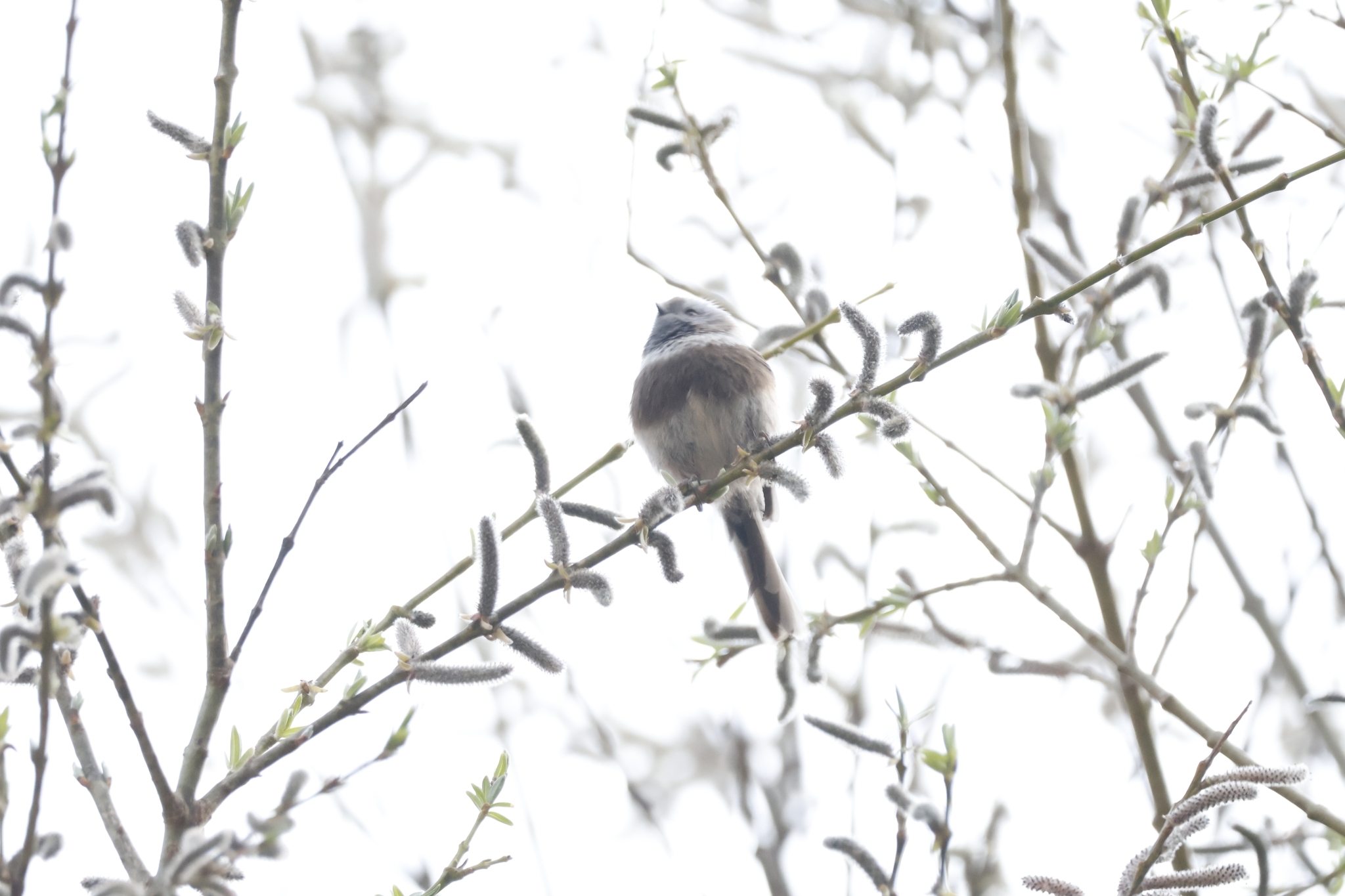 Sooty Bushtit