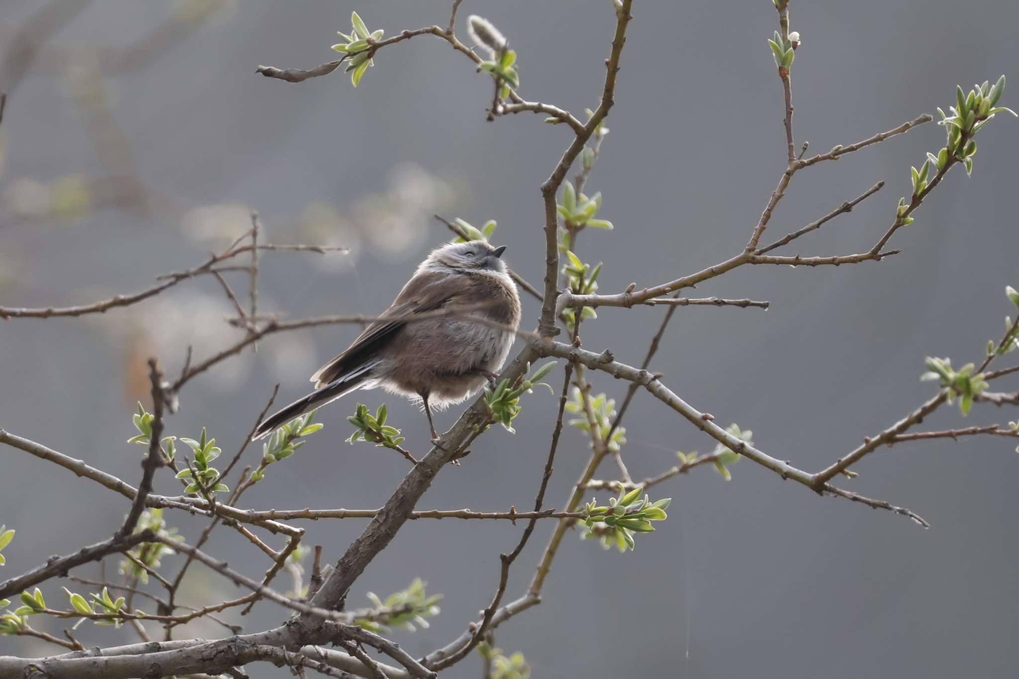 Sooty Bushtit