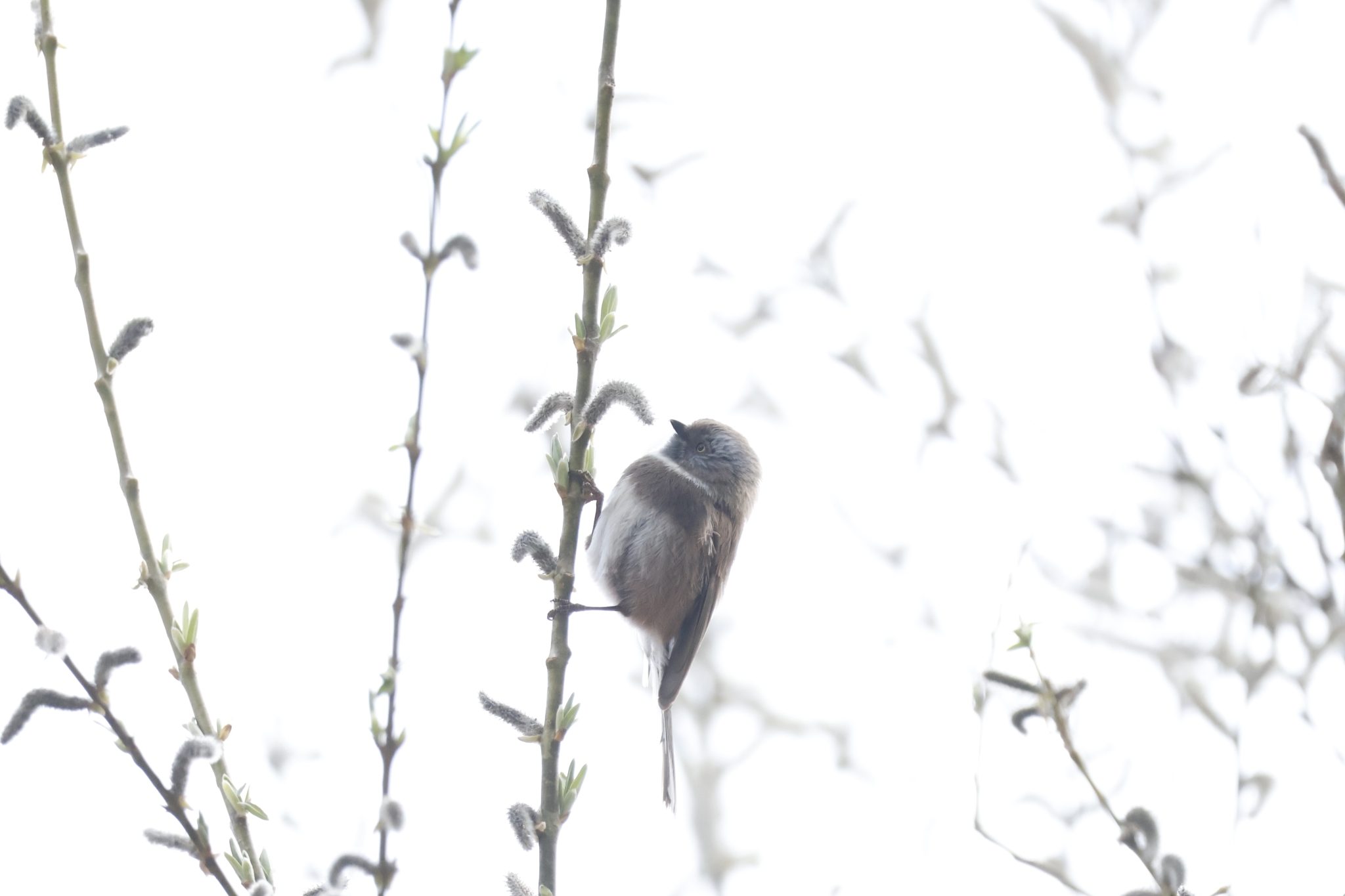 Sooty Bushtit