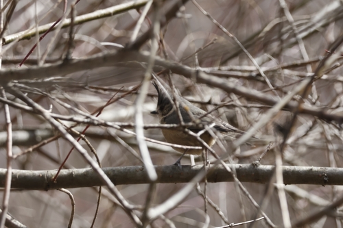 Grey-crested Tit (Lophophanes dichrous)