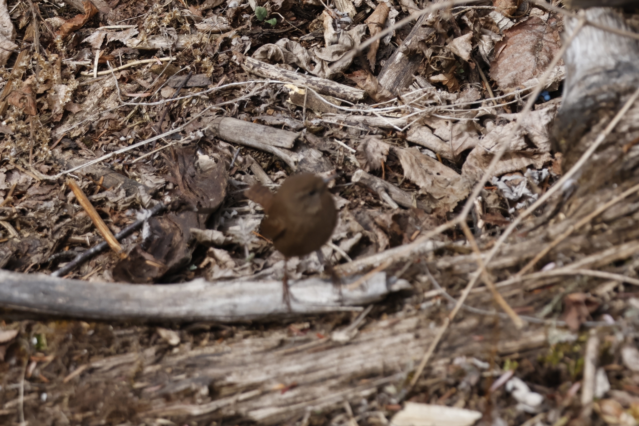 Eurasian Wren