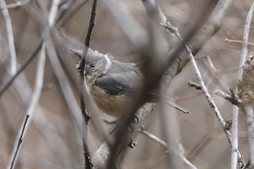 Grey-crested Tit (Lophophanes dichrous), photo 2
