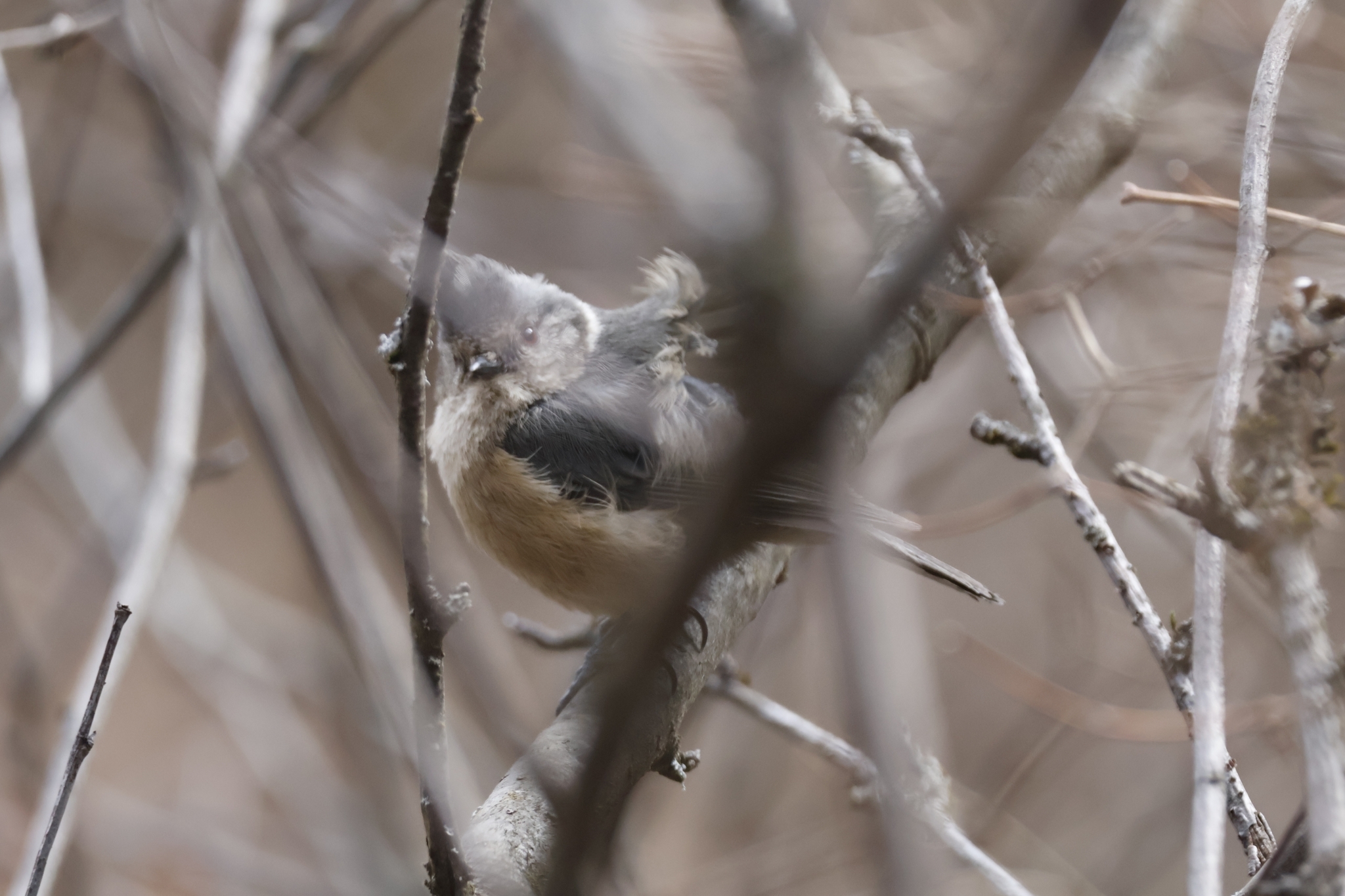 Grey-crested Tit