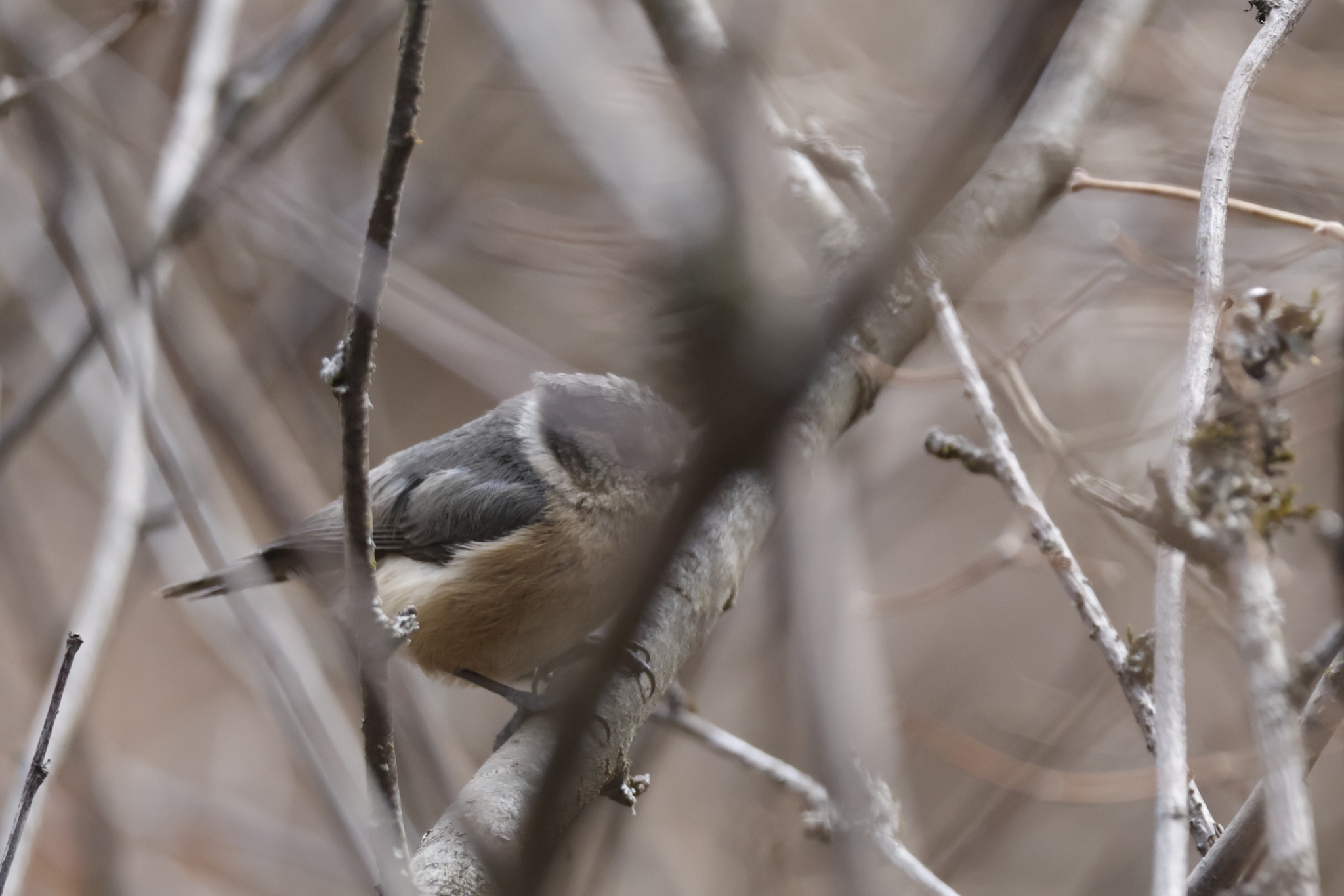 Grey-crested Tit
