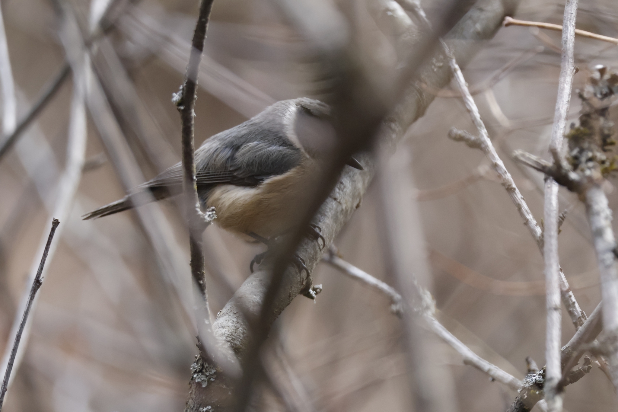 Grey-crested Tit