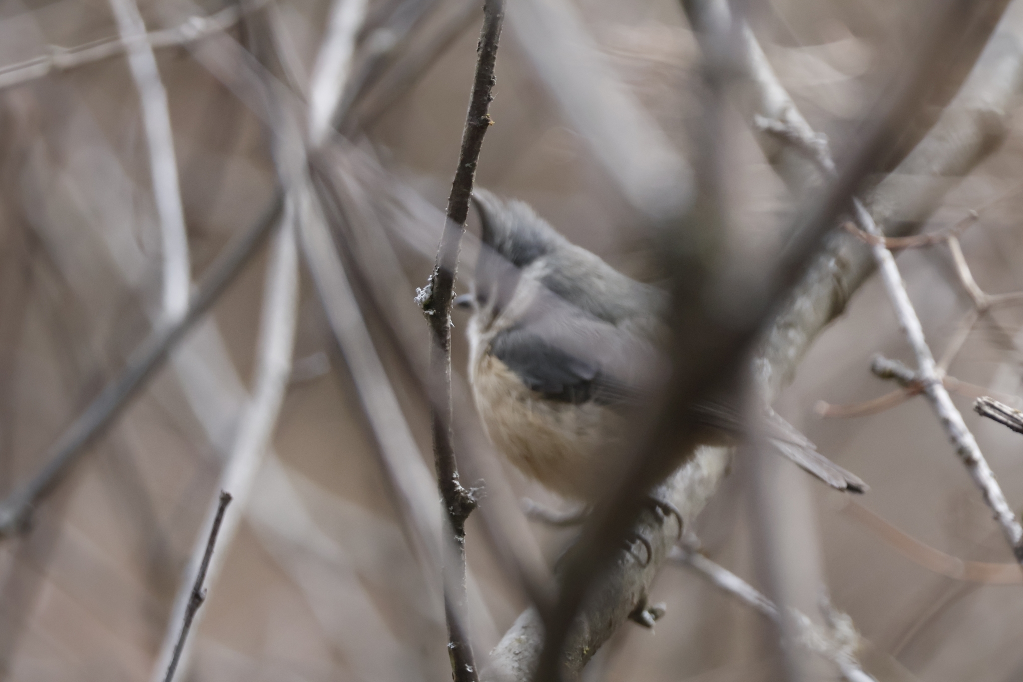 Grey-crested Tit