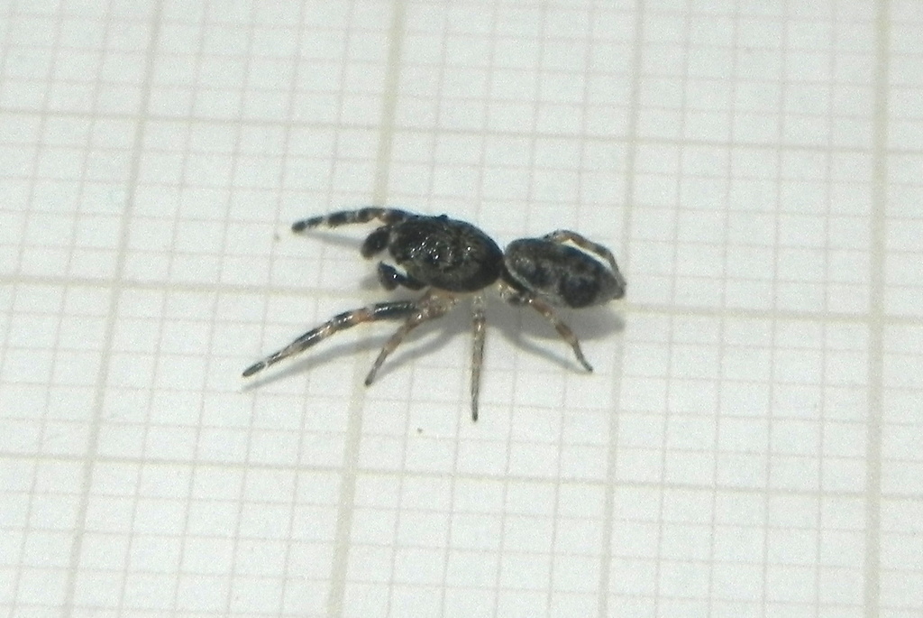 Hyetussa sergipe