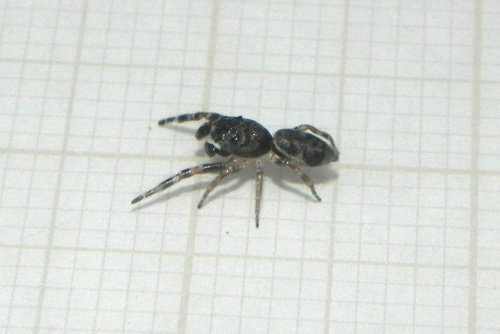 Hyetussa sergipe