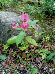 Impatiens glandulifera