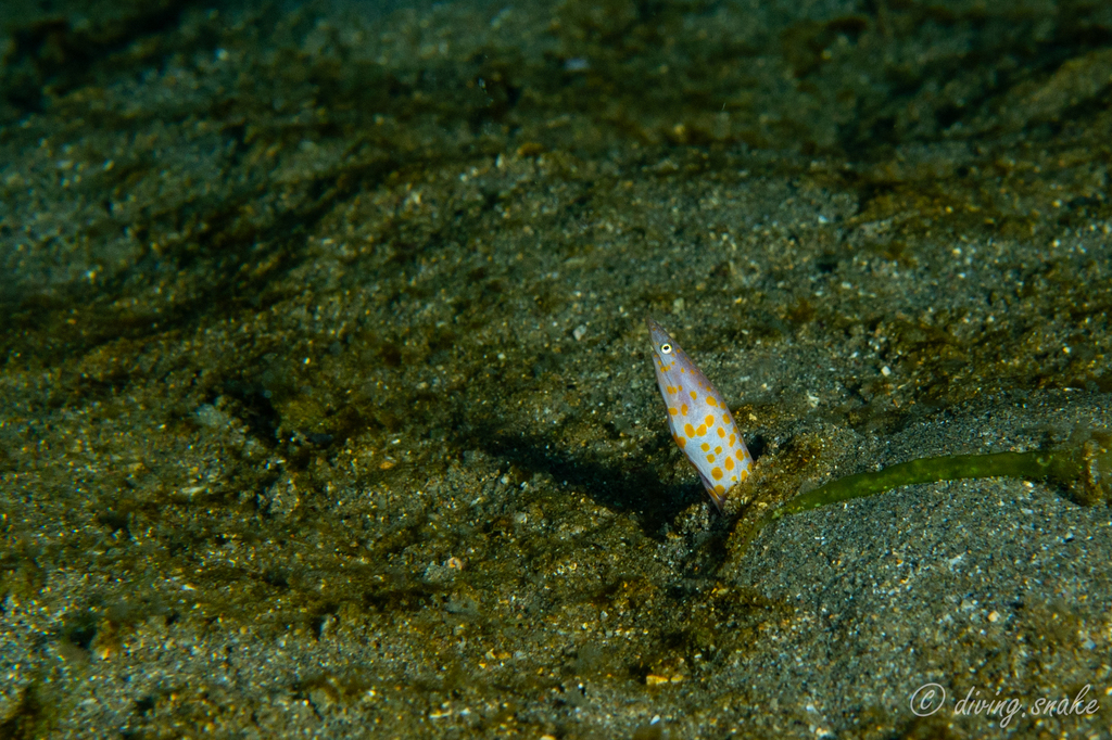 Orange-Blotched Eel