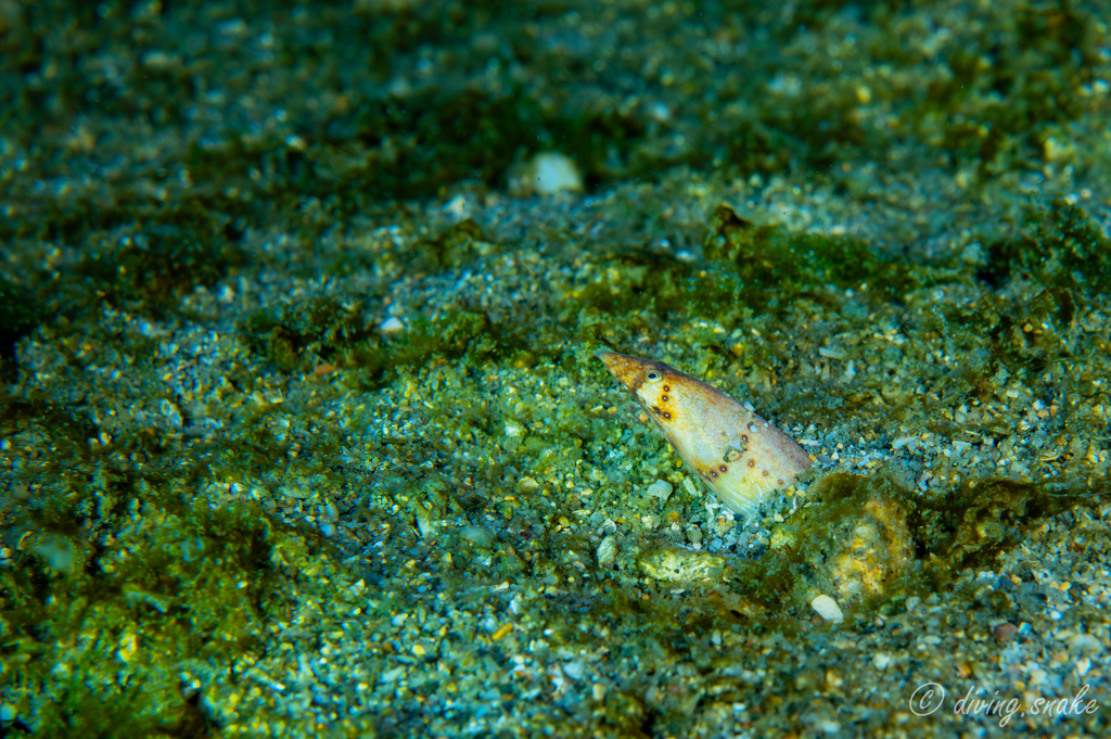 Ichthyapus keramanus