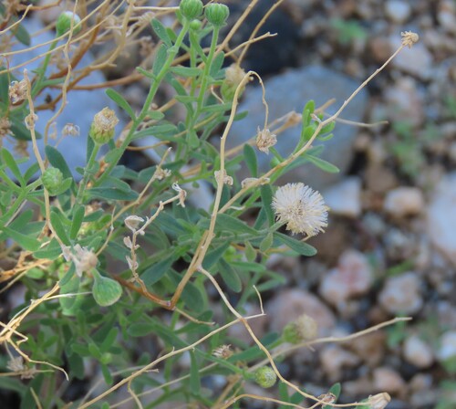 Image of Nolletia gariepina by no rights reserved