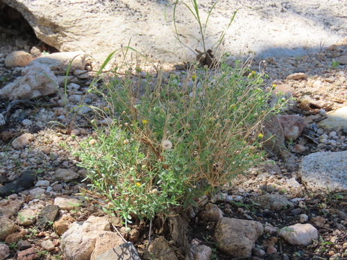 Image of Nolletia gariepina by no rights reserved