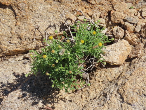 Desert Beesbossie (Nolletia gariepina)