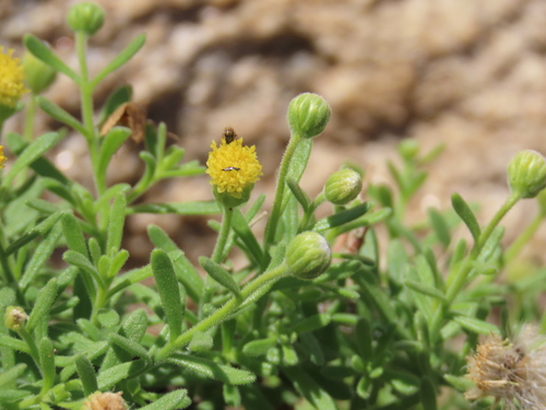 Image of Nolletia gariepina by no rights reserved