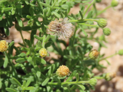 Image of Nolletia gariepina by no rights reserved