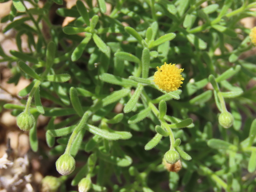 Image of Nolletia gariepina by no rights reserved