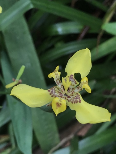 Trimezia steyermarkii