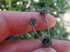 Senecio arniciflorus