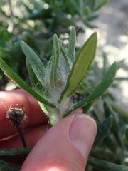 Senecio arniciflorus