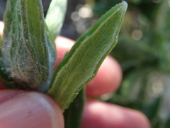 Senecio arniciflorus