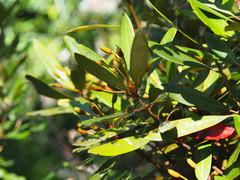 Rhododendron formosanum