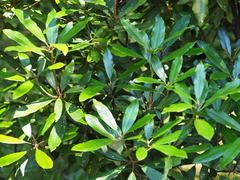 Rhododendron formosanum