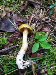 Suillus acidus