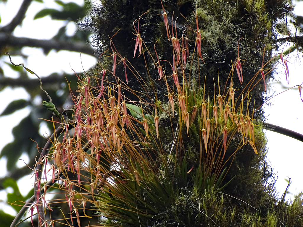 Barbosella cucullata