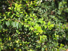 Spiraea prunifolia pseudoprunifolia