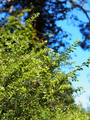 Spiraea prunifolia pseudoprunifolia