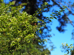 Spiraea prunifolia pseudoprunifolia