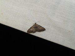 Digrammia gnophosaria