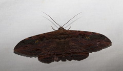 Anisoneura aluco