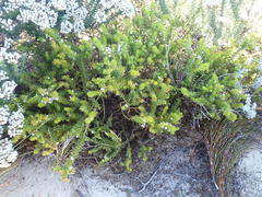 Muraltia satureioides