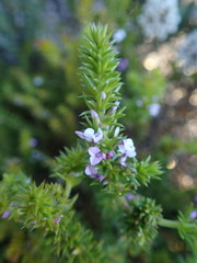 Muraltia satureioides