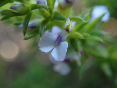 Muraltia satureioides
