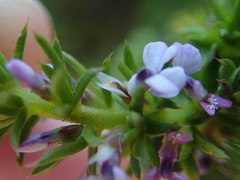 Muraltia satureioides